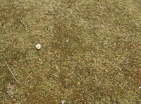 moss infested artificial pitch